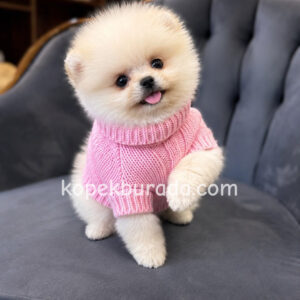 Pomeranian boo sevimli yavrular
