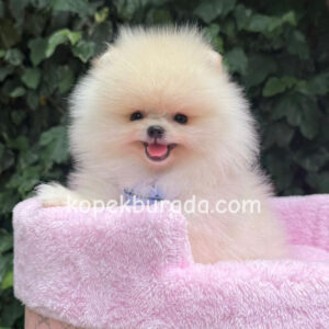 Pomeranian boo sevimli yavrular
