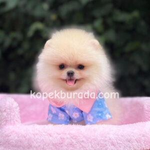 Pomeranian boo sevimli yavrular - fotoğraf 2
