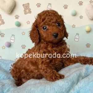 Toy poodle sevimli yavrular ev üretimi