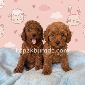 Toy poodle sevimli yavrular ev üretimi