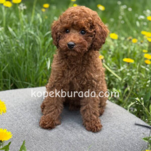 Toy poodle sevimli yavrular ev üretimi - fotoğraf 2