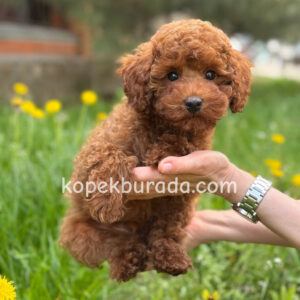 Toy poodle sevimli yavrular ev üretimi - fotoğraf 2
