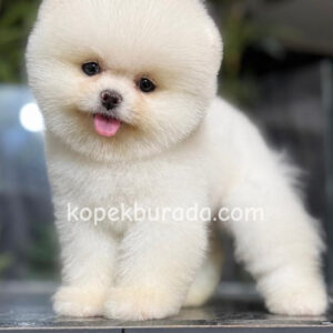 Pomeranian boo sevimli yavrular