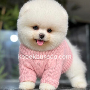 Pomeranian boo sevimli yavrular - fotoğraf 2