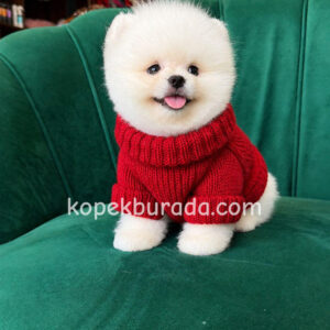 Pomeranian boo sevimli yavrular - fotoğraf 2