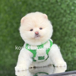 Pomeranian boo sevimli yavrular