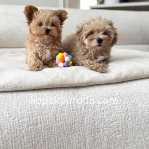 Maltipoo cinsi yavrular - fotoğraf 2
