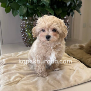 Maltipoo cinsi yavrular - fotoğraf 2