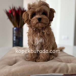 Toy poodle sevimli yavrular ev üretimi - fotoğraf 2
