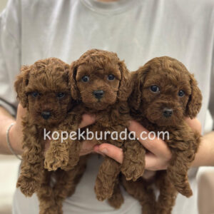 Toy poodle sevimli yavrular ev üretimi