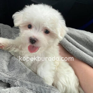 Maltese terrier cinsi yavrular ev üretimi yavrular - fotoğraf 2
