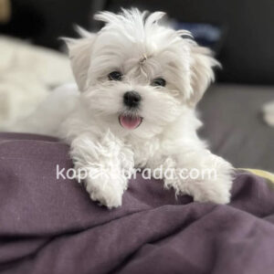 Maltese terrier cinsi yavrular ev üretimi yavrular