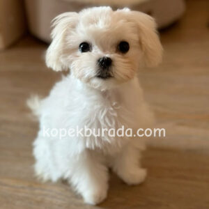 Maltese terrier cinsi yavrular ev üretimi yavrular - fotoğraf 2