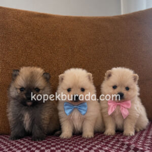 Pomeranian boo sevimli yavrular