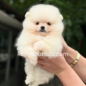 Pomeranian boo sevimli yavrular - fotoğraf 2