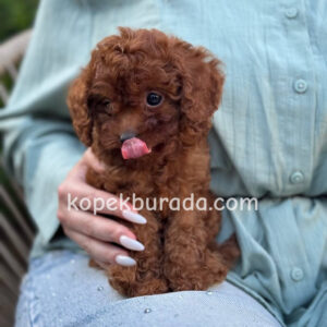 Toy poodle sevimli yavrular ev üretimi - fotoğraf 2