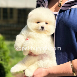 Pomeranian boo sevimli yavrular - fotoğraf 2