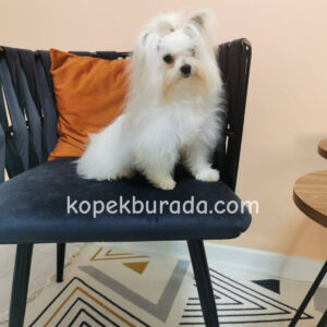 Maltese terrier cinsi yavrular ev üretimi yavrular