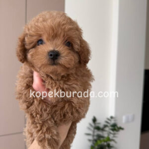 Toy poodle sevimli yavrular ev üretimi - fotoğraf 2