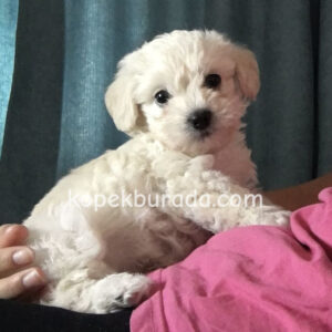 Maltese terrier cinsi yavrular ev üretimi yavrular - fotoğraf 2