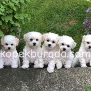 Maltese terrier cinsi yavrular ev üretimi yavrular - fotoğraf 2