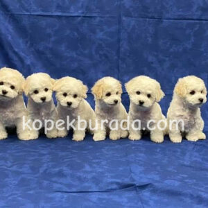Maltipoo cinsi yavrular
