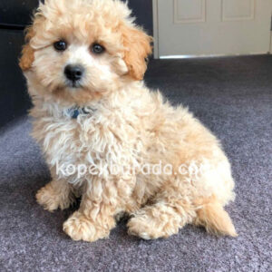 Maltipoo cinsi yavrular - fotoğraf 2