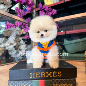 Pomeranian boo sevimli yavrular - fotoğraf 2
