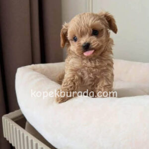 Maltipoo cinsi yavrular - fotoğraf 2