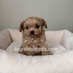 Maltipoo cinsi yavrular