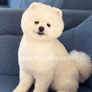 Pomeranian boo sevimli yavrular