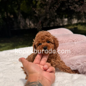 Toy poodle sevimli yavrular ev üretimi