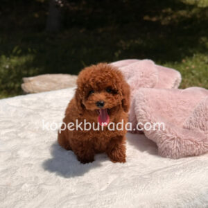 Toy poodle sevimli yavrular ev üretimi - fotoğraf 2