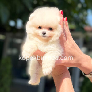 Pomeranian boo sevimli yavrular - fotoğraf 2