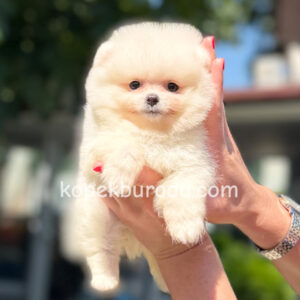 Pomeranian boo sevimli yavrular