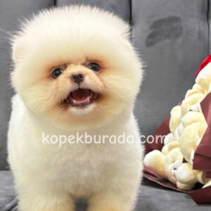 Pomeranian boo sevimli yavrular - fotoğraf 2