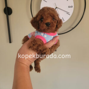 Toy poodle sevimli yavrular ev üretimi - fotoğraf 2