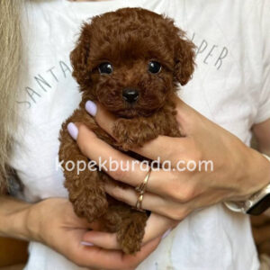 Toy poodle sevimli yavrular ev üretimi