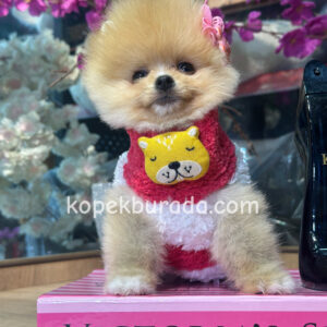 Pomeranian boo sevimli yavrular - fotoğraf 2