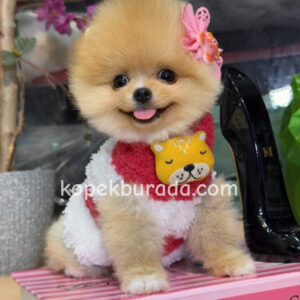 Pomeranian boo sevimli yavrular
