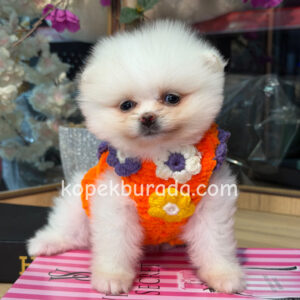 Pomeranian boo sevimli yavrular - fotoğraf 2