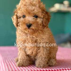 Maltipoo cinsi yavrular