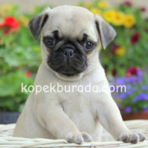 PUG MOPS EVCİL YAVRULAR