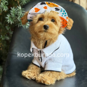 Toy poodle sevimli yavrular ev üretimi