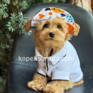 Toy poodle sevimli yavrular ev üretimi - fotoğraf 2