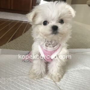 Maltese terrier cinsi yavrular ev üretimi yavrular - fotoğraf 2