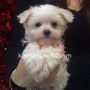 Maltese terrier cinsi yavrular ev üretimi yavrular