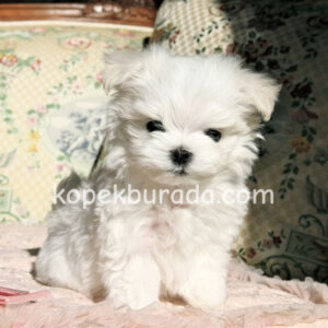 Kar beyaz maltese terrier cinsleri