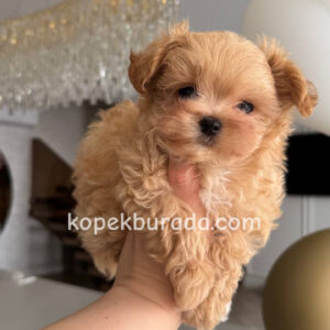 Maltipoo cinsi yavrular